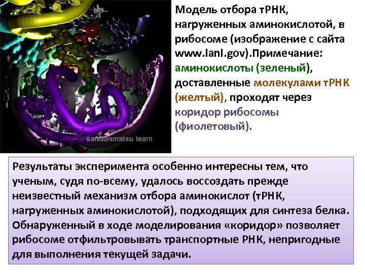 Модель отбора т. РНК, нагруженных аминокислотой, в рибосоме (изображение с сайта www. lanl. gov).