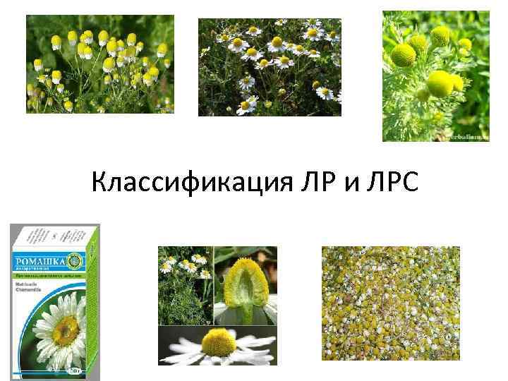 Классификация ЛР и ЛРС 