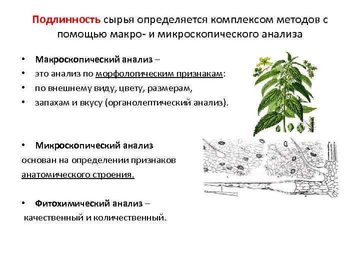 Подлинность сырья определяется комплексом методов с помощью макро и микроскопического анализа • • Макроскопический