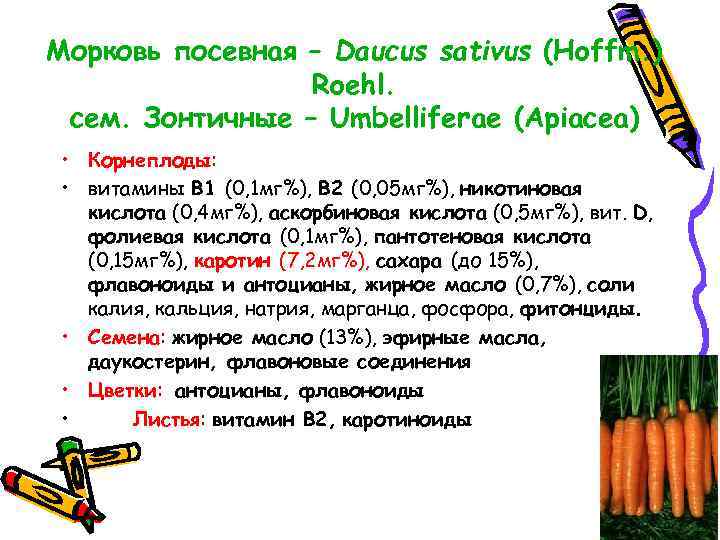 Морковь посевная – Daucus sativus (Hoffm. ) Roehl. сем. Зонтичные – Umbelliferae (Apiacea) •