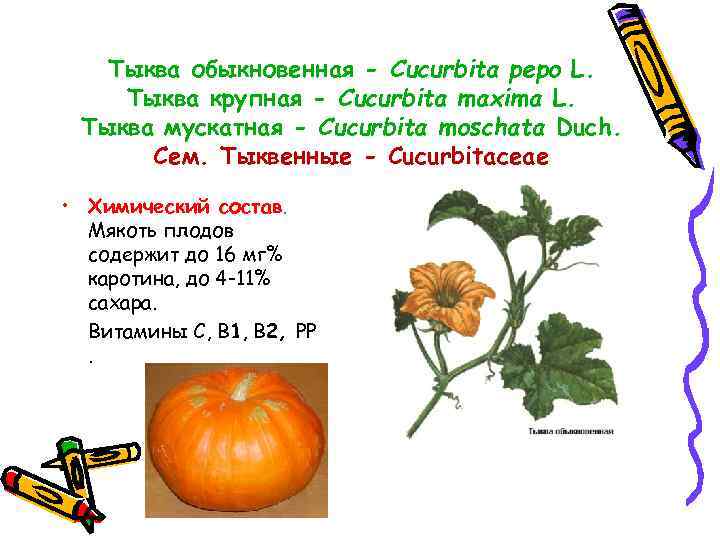 Тыква обыкновенная - Cucurbita pepo L. Тыква крупная - Cucurbita maxima L. Тыква мускатная