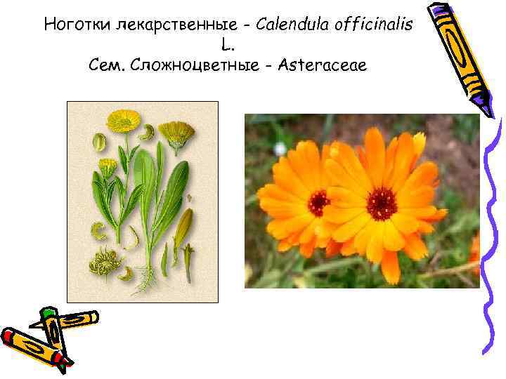 Ноготки лекарственные - Calendula officinalis L. Сем. Сложноцветные - Asteraceae 