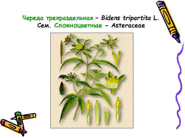 Череда трехраздельная – Bidens tripartita L. Сем. Сложноцветные - Asteraceae 
