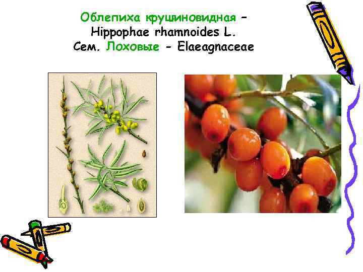 Облепиха крушиновидная – Hippophae rhamnoides L. Сем. Лоховые - Elaeagnaceae 