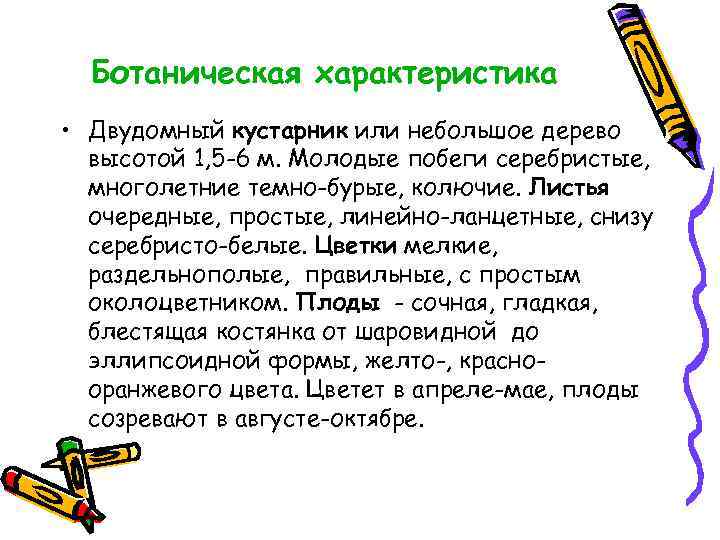 Ботаническая характеристика • Двудомный кустарник или небольшое дерево высотой 1, 5 -6 м. Молодые