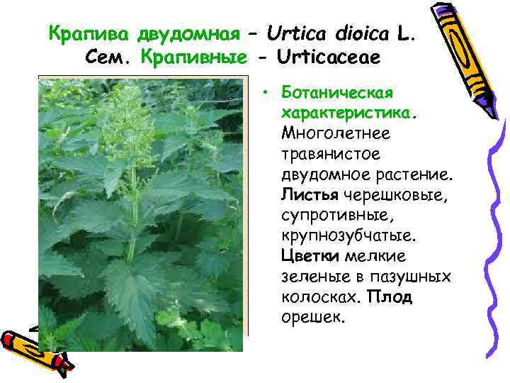 Крапива схема. Крапива двудомная (Urtica dioica). Крапива двудомная многолетнее травянистое. Крапива двудомная лекарственное сырье. Крапива двудомная строение.