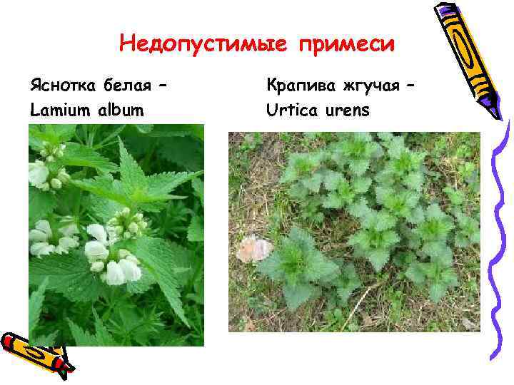 Недопустимые примеси Яснотка белая – Lamium album Крапива жгучая – Urtica urens 