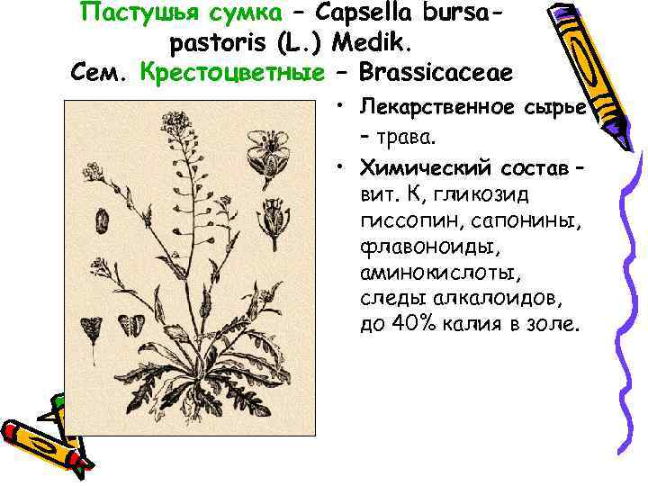 Пастушья сумка – Capsella bursapastoris (L. ) Medik. Сем. Крестоцветные – Brassicaceae • Лекарственное