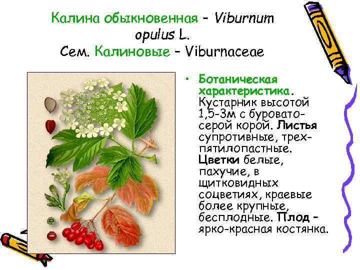 Калина обыкновенная – Viburnum opulus L. Сем. Калиновые – Viburnaceae • Ботаническая характеристика. Кустарник