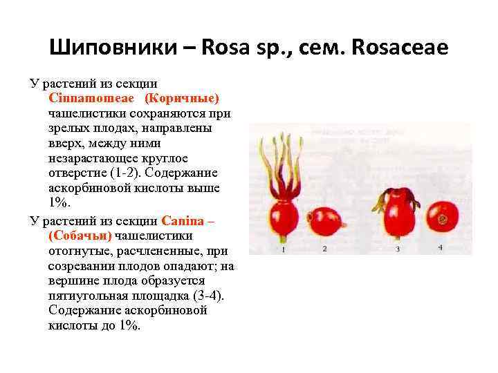 Шиповники – Rosa sp. , сем. Rosaceae У растений из секции Cinnamomeae (Коричные) чашелистики