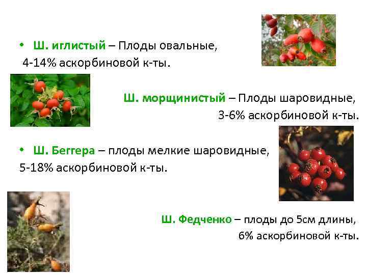  • Ш. иглистый – Плоды овальные, 4 -14% аскорбиновой к-ты. Ш. морщинистый –