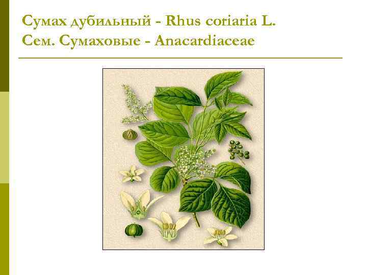 Сумах дубильный - Rhus coriaria L. Сем. Сумаховые - Anacardiaceae 