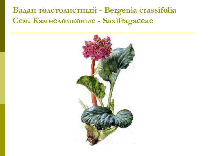 Бадан толстолистный - Bergenia crassifolia Сем. Камнеломковые - Saxifragaceae 