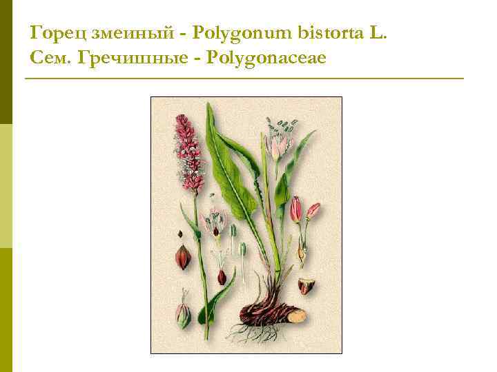 Горец змеиный - Polygonum bistorta L. Сем. Гречишные - Polygonaceae 