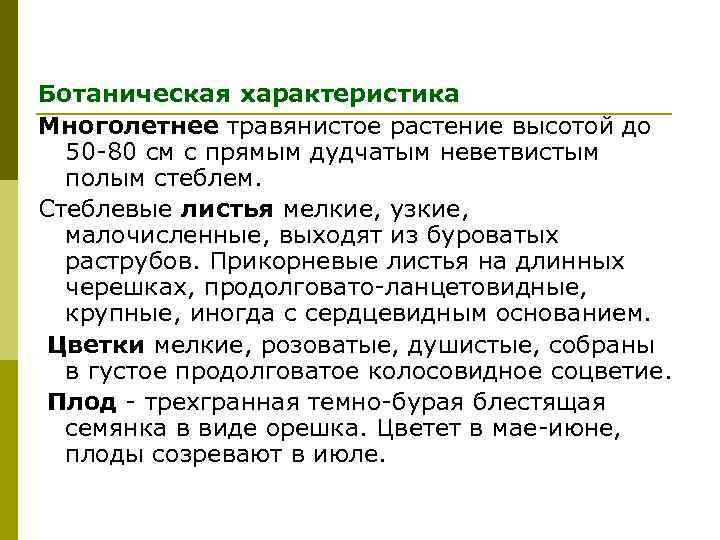 Ботаническая характеристика Многолетнее травянистое растение высотой до 50 -80 см с прямым дудчатым неветвистым