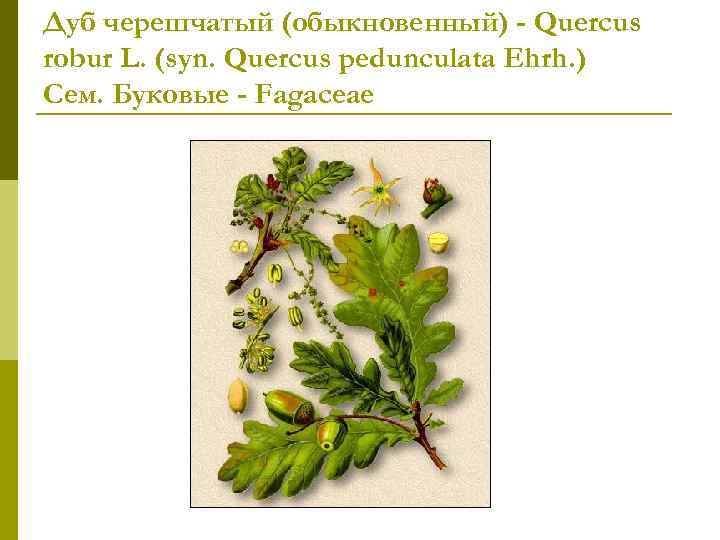 Дуб черешчатый (обыкновенный) - Quercus robur L. (syn. Quercus pedunculata Ehrh. ) Сем. Буковые