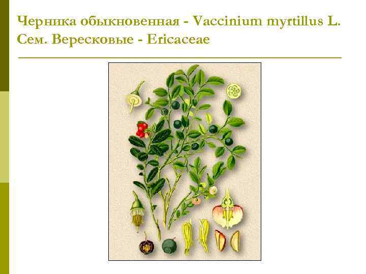 Черника обыкновенная - Vaccinium myrtillus L. Сем. Вересковые - Ericaceae 