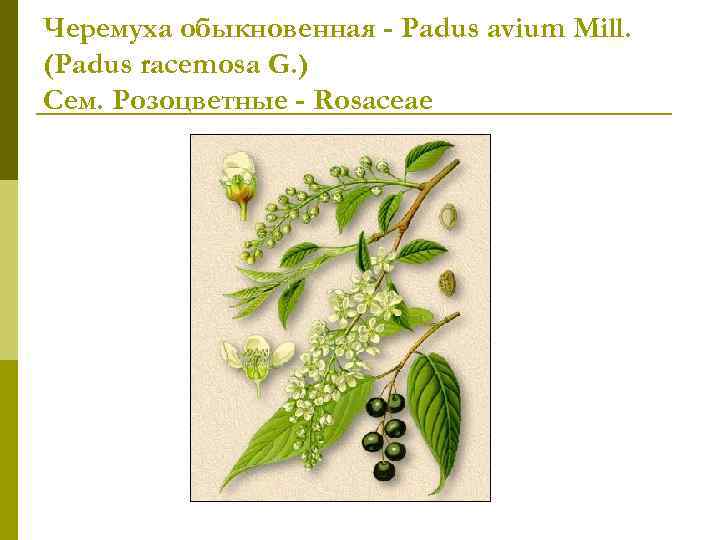 Черемуха обыкновенная - Padus avium Mill. (Padus racemosa G. ) Сем. Розоцветные - Rosaceae