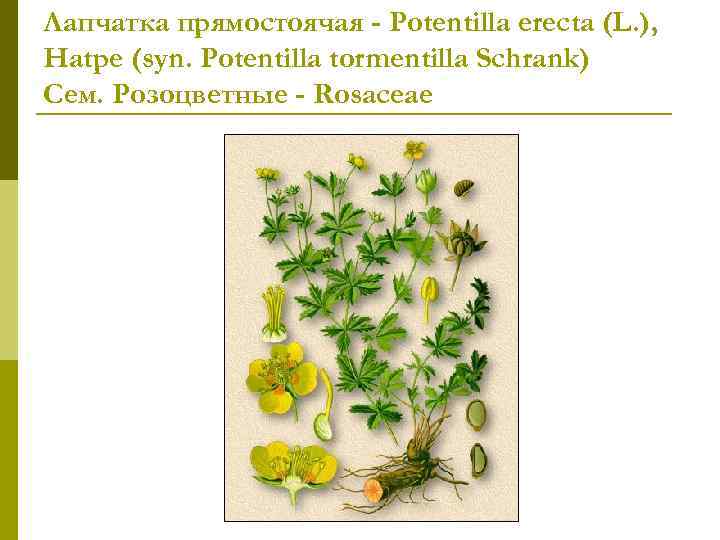 Лапчатка прямостоячая - Potentilla erecta (L. ), Hatpe (syn. Potentilla tormentilla Schrank) Сем. Розоцветные