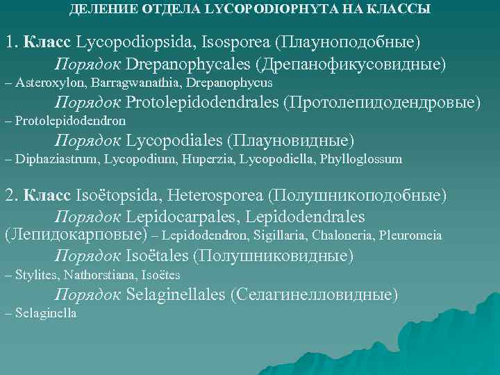 ДЕЛЕНИЕ ОТДЕЛА LYCOPODIOPHYTA НА КЛАССЫ 1. Класс Lycopodiopsida, Isosporea (Плауноподобные) Порядок Drepanophycales (Дрепанофикусовидные) –