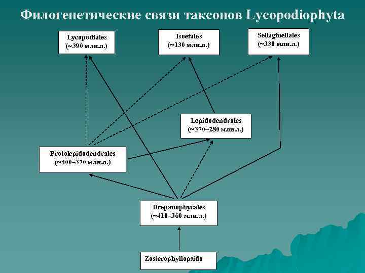 Филогенетические связи таксонов Lycopodiophyta Lycopodiales ( 390 млн. л. ) Isoetales ( 130 млн.