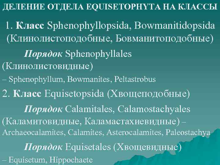 ДЕЛЕНИЕ ОТДЕЛА EQUISETOPHYTA НА КЛАССЫ 1. Класс Sphenophyllopsida, Bowmanitidopsida (Клинолистоподобные, Бовманитоподобные) Порядок Sphenophyllales (Клинолистовидные)