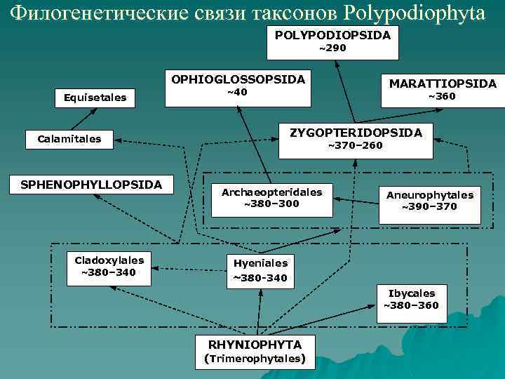 Филогенетические связи таксонов Polypodiophyta POLYPODIOPSIDA 290 OPHIOGLOSSOPSIDA Equisetales Cladoxylales 380– 340 360 ZYGOPTERIDOPSIDA Calamitales