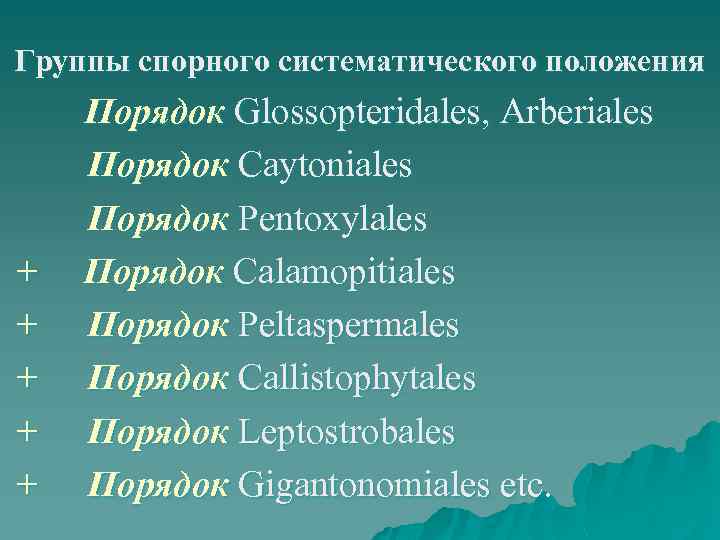 Группы спорного систематического положения + + + Порядок Glossopteridales, Arberiales Порядок Caytoniales Порядок Pentoxylales