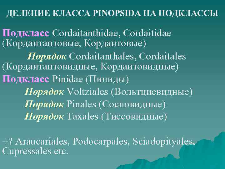 ДЕЛЕНИЕ КЛАССА PINOPSIDA НА ПОДКЛАССЫ Подкласс Cordaitanthidae, Cordaitidae (Кордаитантовые, Кордаитовые) Порядок Cordaitanthales, Cordaitales (Кордаитантовидные,