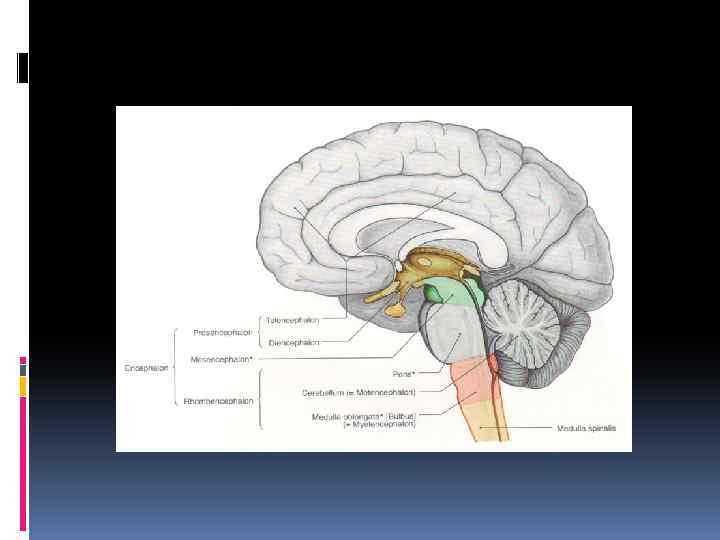 Ствол головного мозга рисунок
