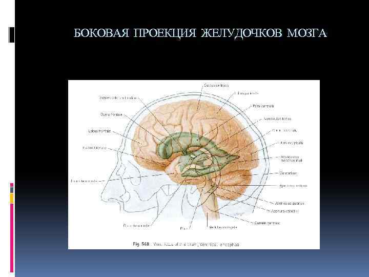 Боковые желудочки мозга