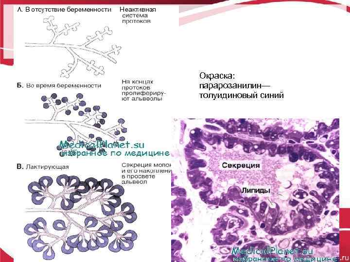 Окраска: парарозанилин— толуидиновый синий 