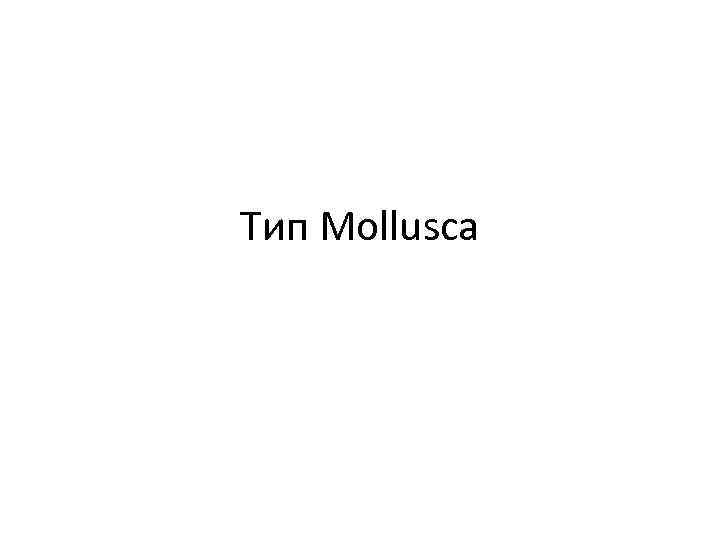 Тип Mollusca 