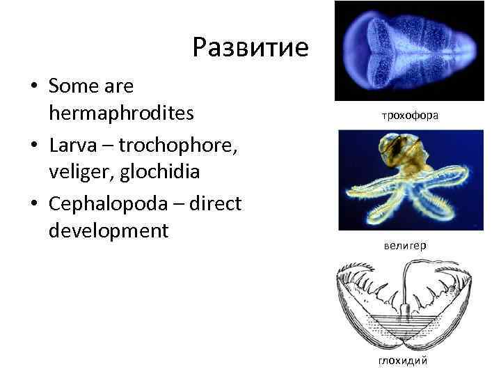 Развитие • Some are hermaphrodites • Larva – trochophore, veliger, glochidia • Cephalopoda –