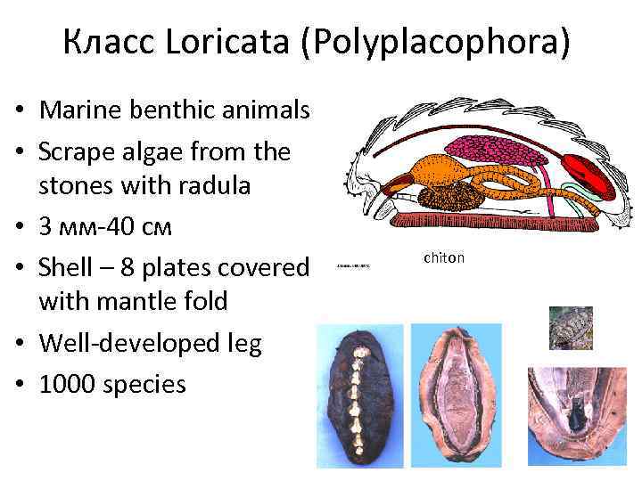 Класс Loricata (Polyplacophora) • Marine benthic animals • Scrape algae from the stones with
