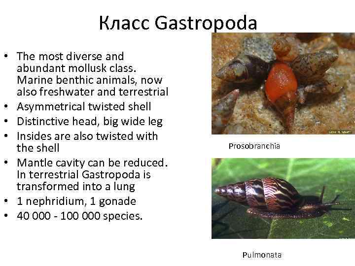 Класс Gastropoda • The most diverse and abundant mollusk class. Marine benthic animals, now