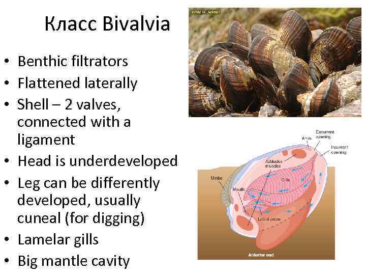 Класс Bivalvia • Benthic filtrators • Flattened laterally • Shell – 2 valves, connected