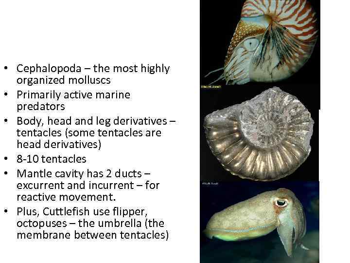  • Cephalopoda – the most highly organized molluscs • Primarily active marine predators
