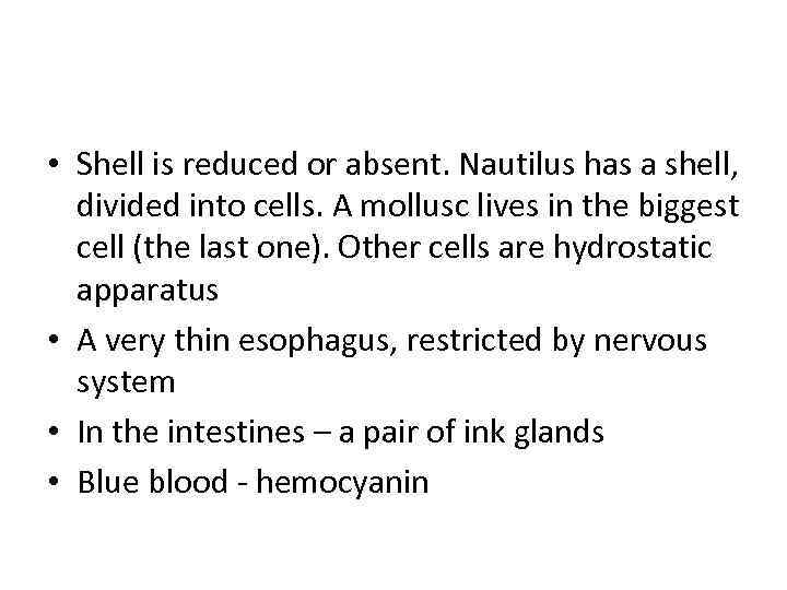  • Shell is reduced or absent. Nautilus has a shell, divided into cells.