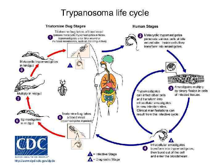 Trypanosoma life cycle 