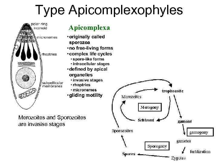 Тype Apicomplexophyles Merozoites and Sporozoites are invasise stages 