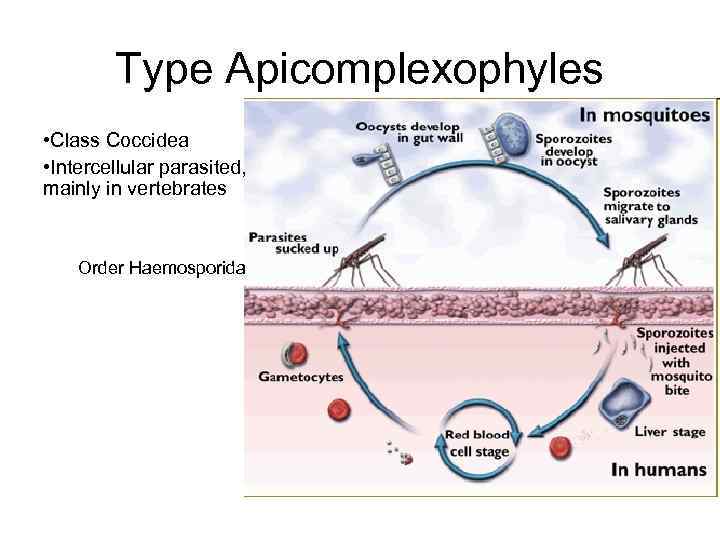 Type Apicomplexophyles • Class Coccidea • Intercellular parasited, mainly in vertebrates Order Haemosporida 