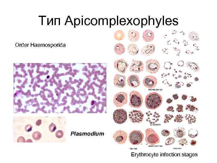 Тип Apicomplexophyles Order Haemosporida Erythrocyte infection stages 