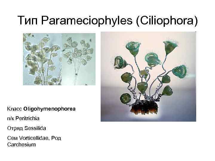 Тип Parameciophyles (Ciliophora) Класс Oligohymenophorea п/к Peritrichia Отряд Sessilida Сем Vorticellidae, Род Carchesium 