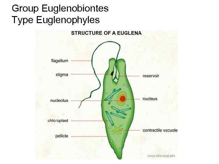 Group Euglenobiontes Тype Euglenophyles 