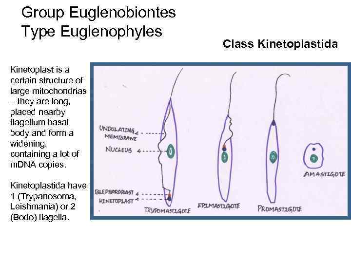 Group Euglenobiontes Type Euglenophyles Kinetoplast is a certain structure of large mitochondrias – they