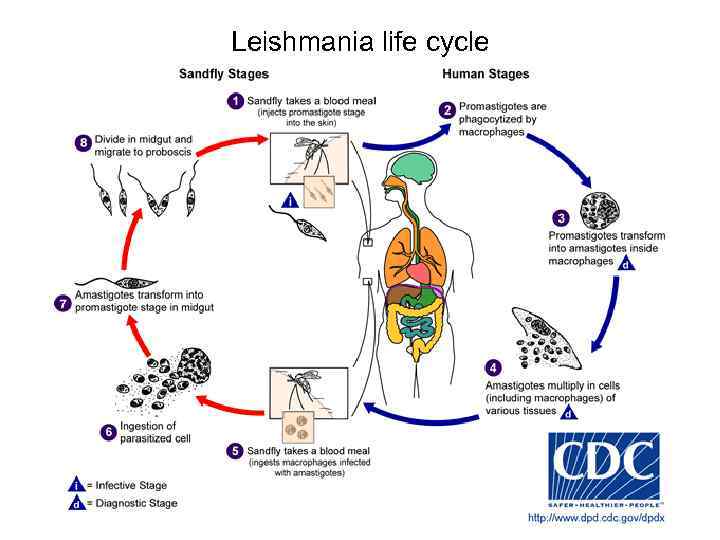 Leishmania life cycle 