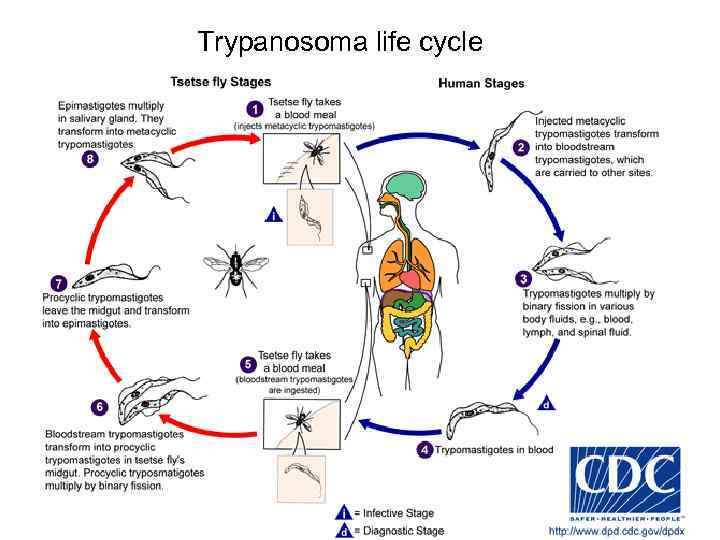 Trypanosoma life cycle 