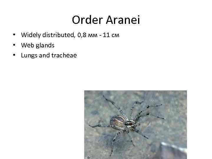 Оrder Aranei • Widely distributed, 0, 8 мм - 11 см • Web glands