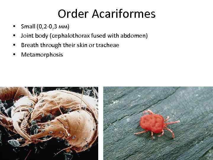 Оrder Acariformes • • Small (0, 2 -0, 3 мм) Joint body (cephalothorax fused